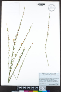 Stephanomeria virgata image