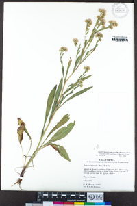 Symphyotrichum spathulatum image