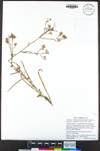 Symphyotrichum spathulatum image