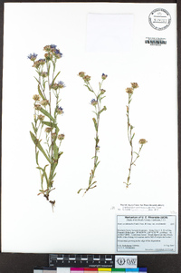 Symphyotrichum spathulatum image