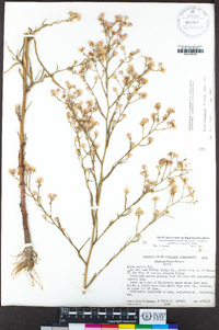 Symphyotrichum subulatum image