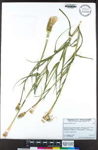 Tragopogon dubius image