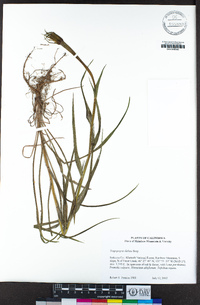 Tragopogon dubius image