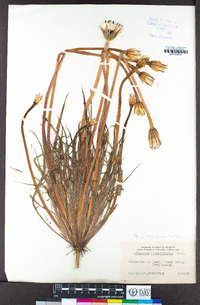 Uropappus lindleyi image