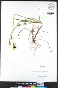 Uropappus lindleyi image