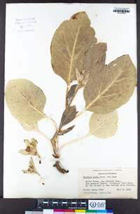 Agnorhiza ovata image