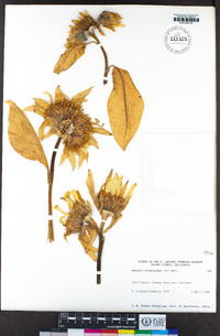 Wyethia helenioides image