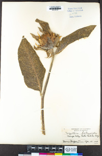 Wyethia helenioides image