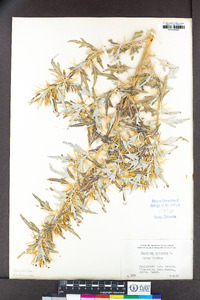 Xanthium spinosum image