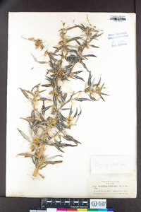 Xanthium spinosum image