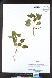 Xanthium strumarium image