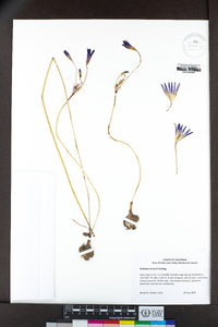 Brodiaea terrestris image