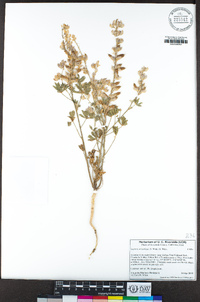 Lupinus arizonicus image