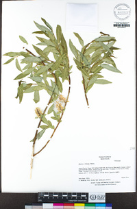 Salix lutea image