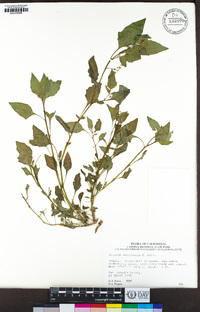 Solanum americanum image