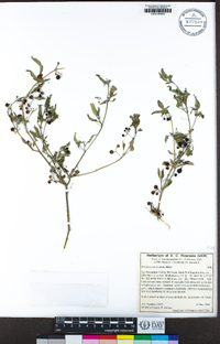 Solanum americanum image