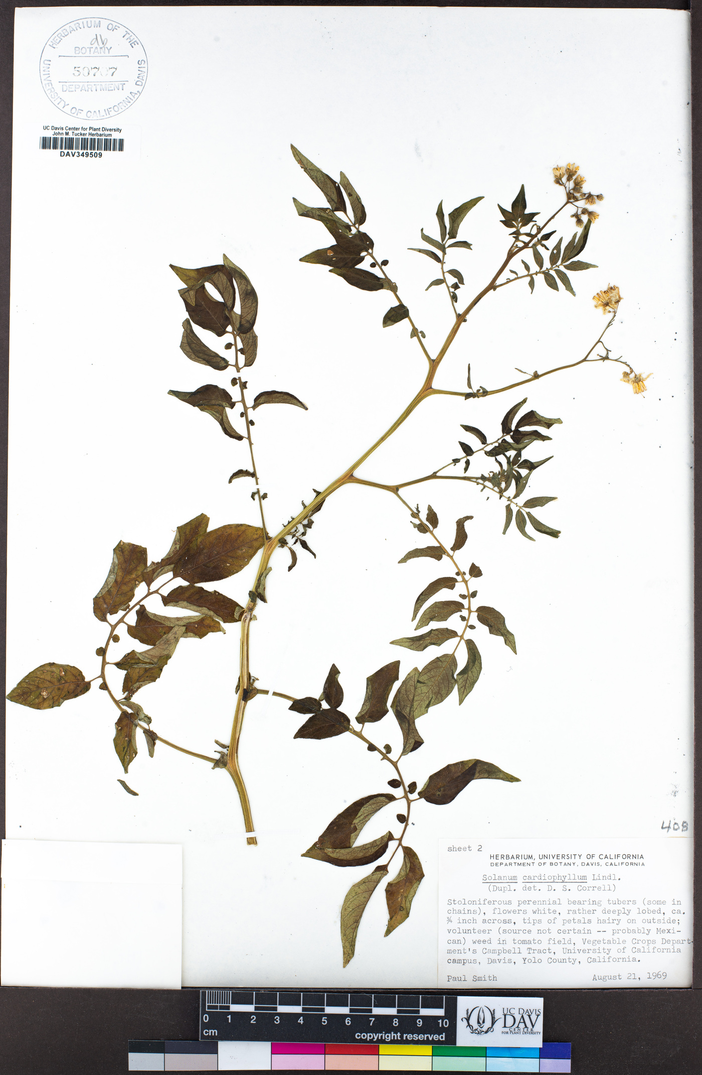 Solanum cardiophyllum image