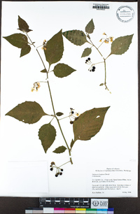 Solanum douglasii image