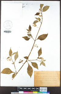 Solanum douglasii image