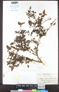 Solanum nigrum image