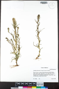 Castilleja attenuata image