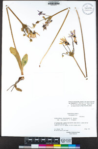 Primula clevelandii var. insularis image