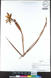 Iris fernaldii image