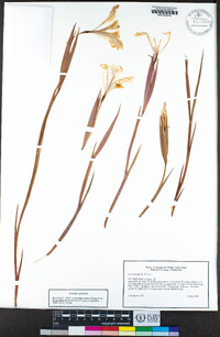 Iris fernaldii image