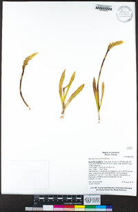 Spiranthes porrifolia image