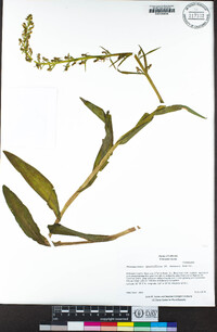 Platanthera sparsiflora image