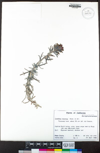 Castilleja foliolosa image