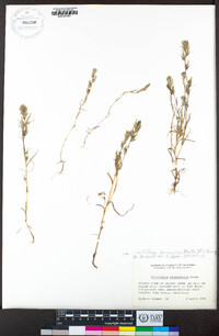 Castilleja lineariloba image