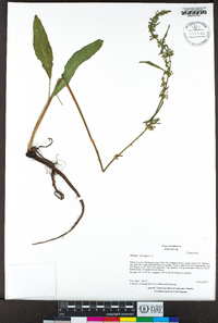 Rumex crispus image