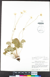 Parnassia fimbriata image