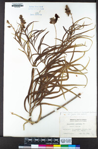 Chilopsis linearis subsp. arcuata image