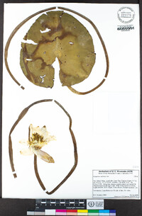Nymphaea odorata image
