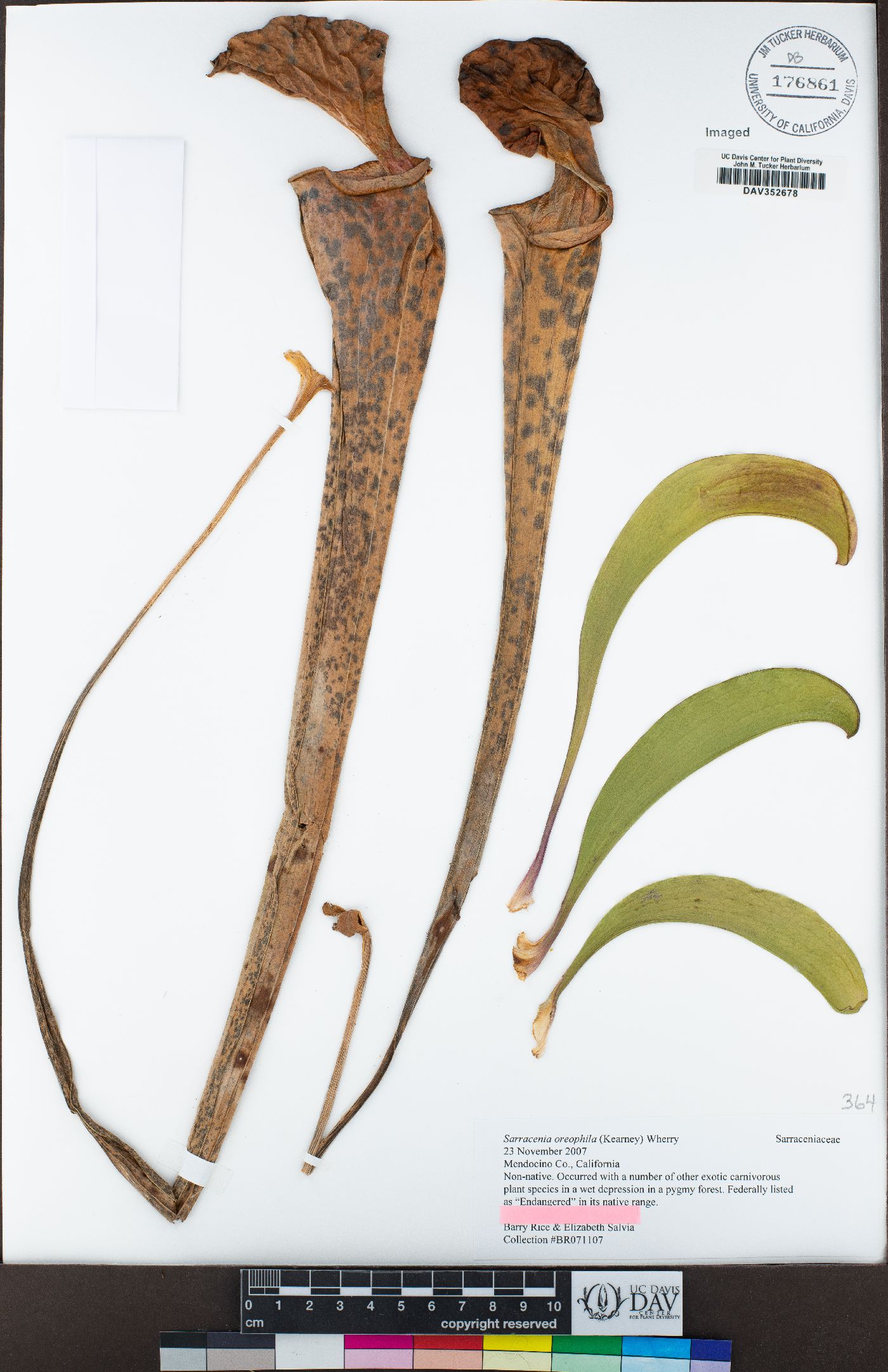 Sarracenia oreophila image