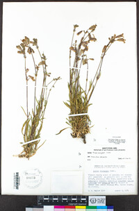 Silene douglasii var. douglasii image