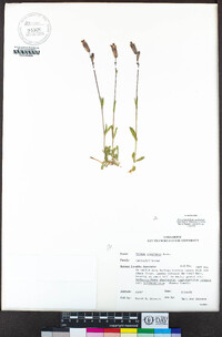 Silene douglasii var. douglasii image