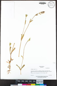 Silene gallica image