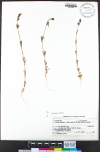 Silene gallica image