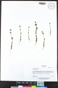 Silene gallica image