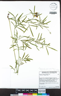 Ratibida columnifera image