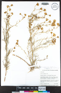 Senecio flaccidus var. douglasii image