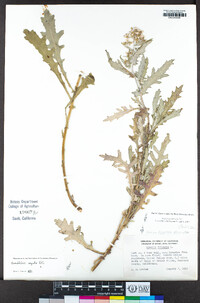 Senecio glomeratus image