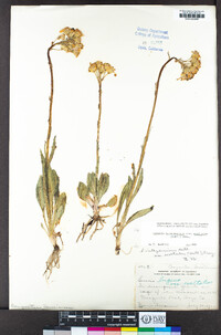 Senecio integerrimus image