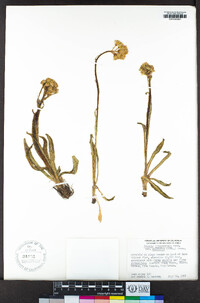 Senecio integerrimus var. exaltatus image