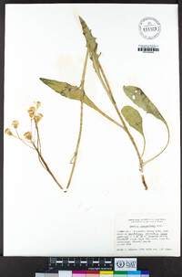 Senecio integerrimus image