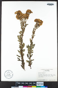 Senecio jacobaea image