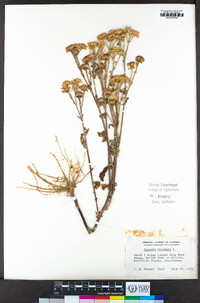 Jacobaea vulgaris subsp. vulgaris image